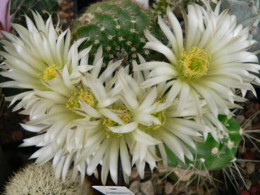 Echinocereus pulchellus var. sharpii